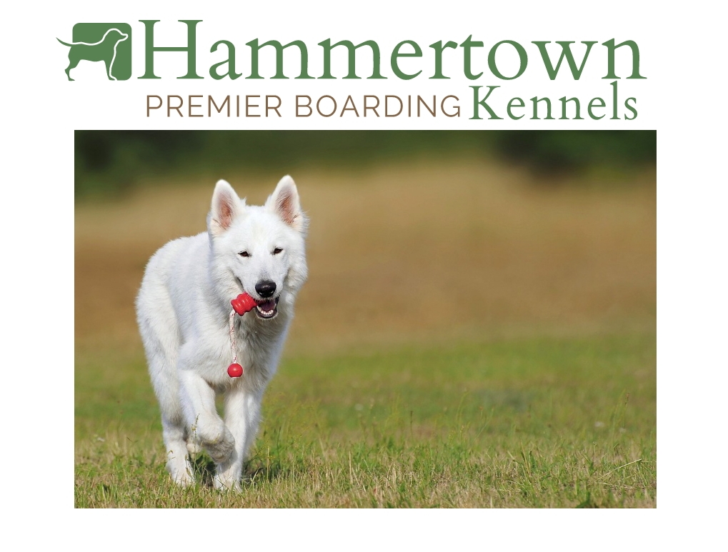 Hammertown Dog Boarding Kennel Pine Plains