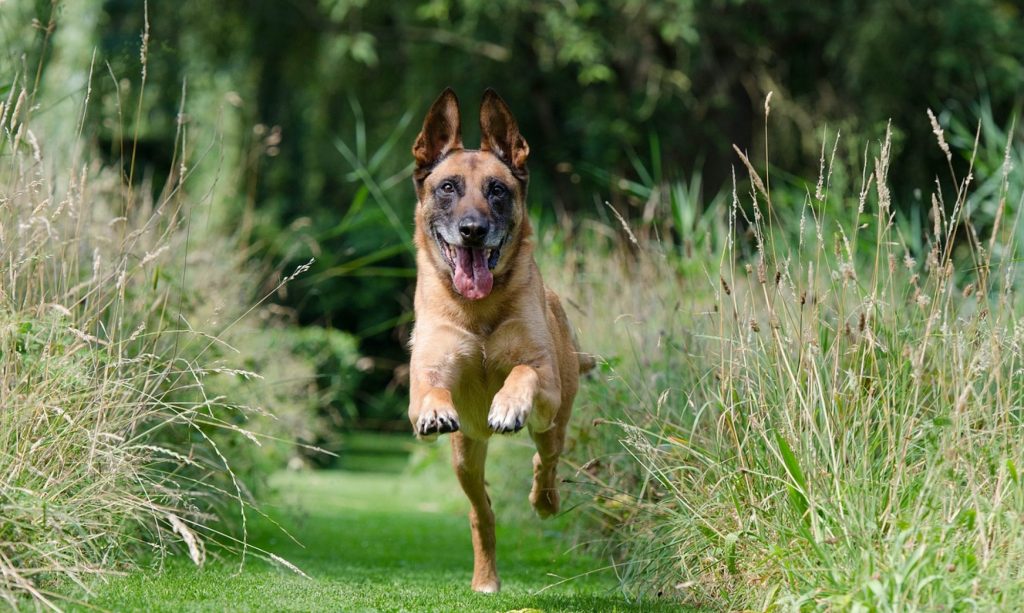 Hammertown Kennels Dog Boarding