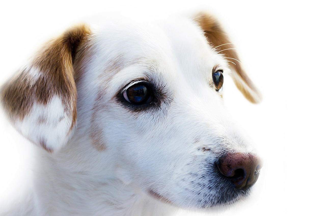 Hammertown Kennels Dog Boarding