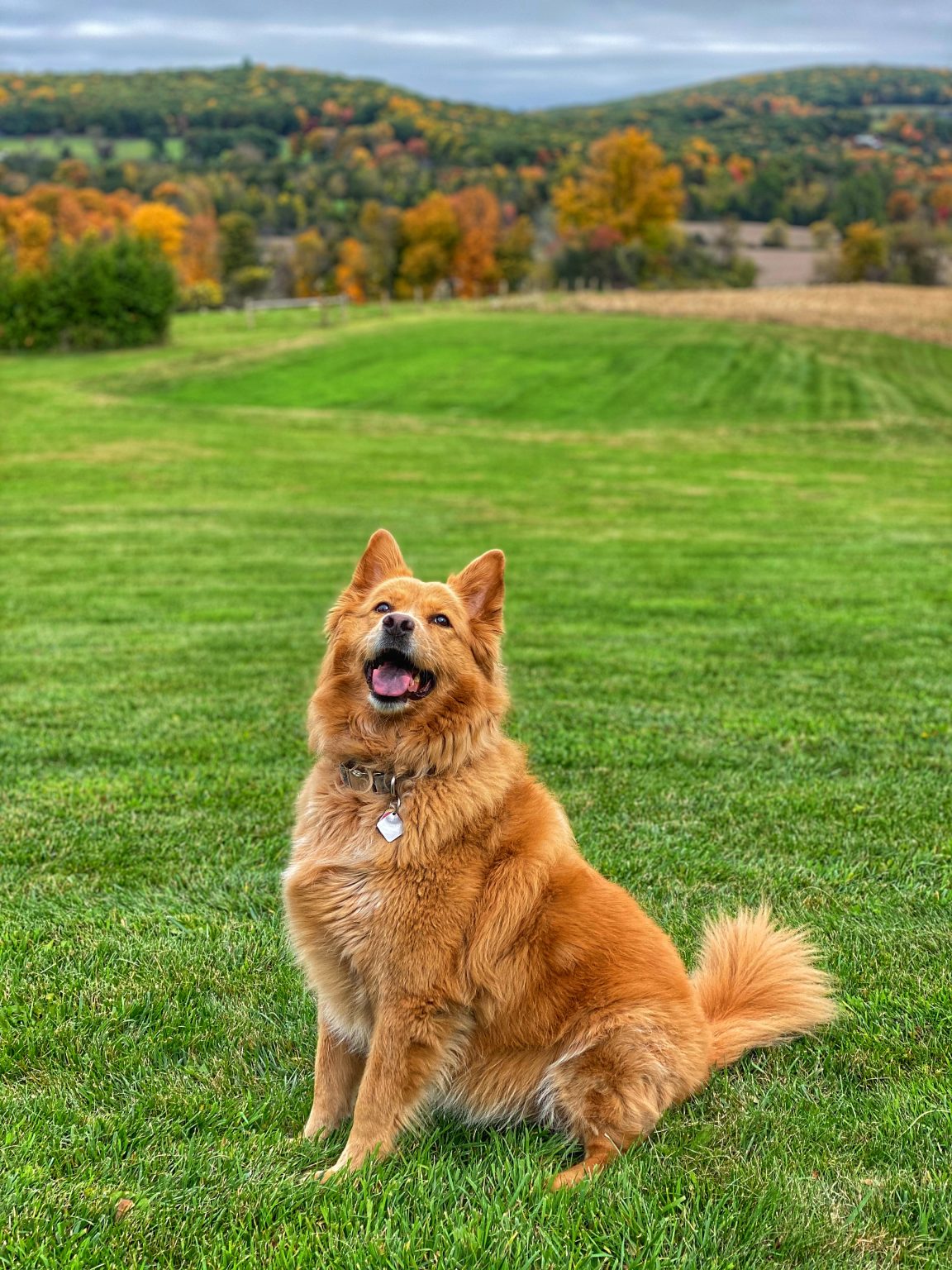 Hammertown Kennels Dog Boarding